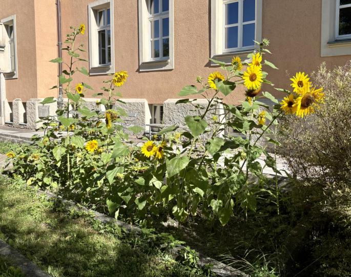 Sonnenblumen vor dem Leopoldinum